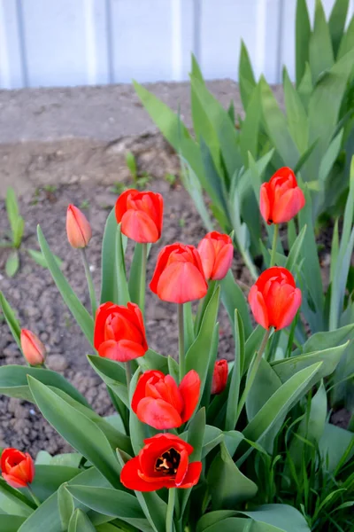 Vaste Plant Bloeiende Plant Tulp Tulipa Mooie Bloem Abstracte Achtergrond — Stockfoto