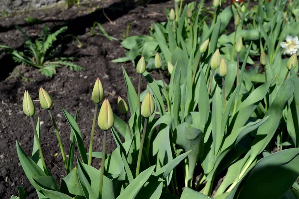 郁金香Tulipa 多年生开花植物 美丽的花朵是大自然的抽象背景 春天的风景 花卉栽培 家庭花卉 — 图库照片