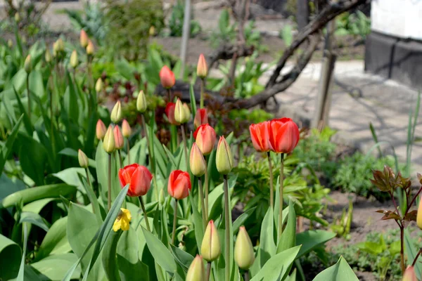 Rode Bloemen Tulipa Tulp Vaste Plant Bloeiende Plant Mooie Bloem — Stockfoto