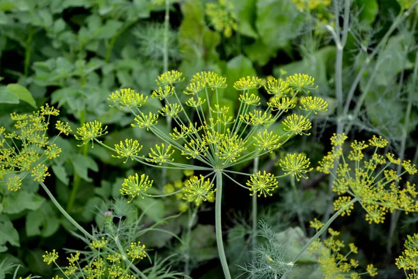 Dill Anethum Graveolens Beau Fond Abstrait Base Plantes Nature Paysage — Photo