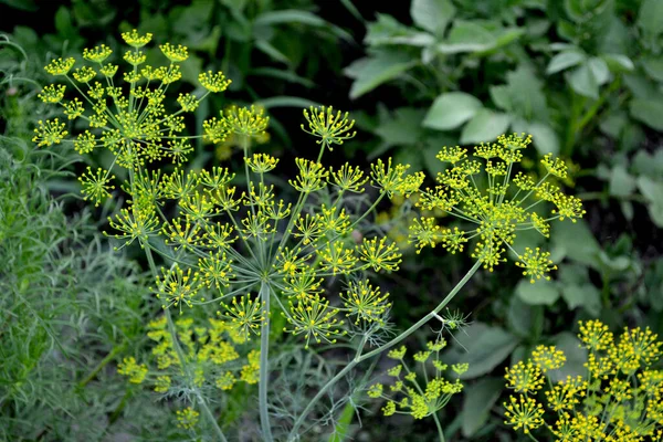 Dill Anethum Graveolens Beau Fond Abstrait Base Plantes Nature Paysage — Photo