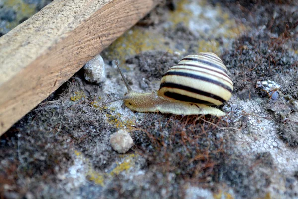 被剥皮的蜗牛蜗牛爬到石头上 Cepaea美丽的抽象的自然背景 春天的风景 很自然房屋 — 图库照片
