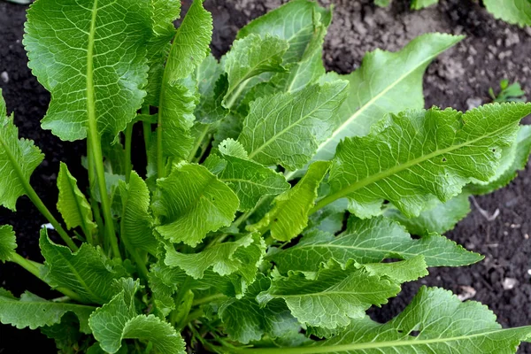 Armoracia rusticana. Yabanturpu. Doğanın güzel bitkisel soyut arka planı. Bahar manzarası. Popüler yemek çeşnisi. Ev bitkileri, ürünler. Bahçıvanlık. Çok doğal. Ev, tarla