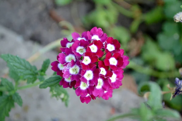 Vacker Blommig Abstrakt Bakgrund Naturen Det Verbena Sommar Naturlig Trädgård — Stockfoto