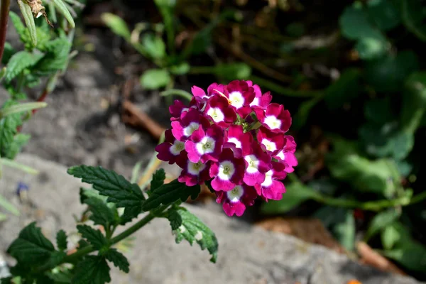 Vacker Blommig Abstrakt Bakgrund Naturen Det Verbena Sommarlandskap Naturlig Trädgård — Stockfoto