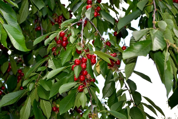 Sladká Třešnička Prunus Avium Krásné Bobule Abstraktní Pozadí Přírody Letní — Stock fotografie