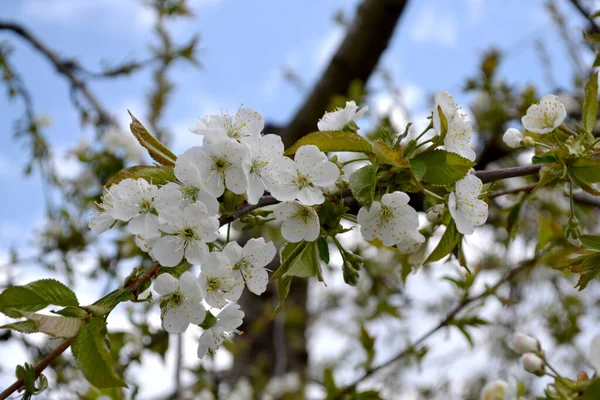 Zoete Kersenboom Prunus Avium Prachtige Bloemen Voorjaar Abstracte Achtergrond Van — Stockfoto