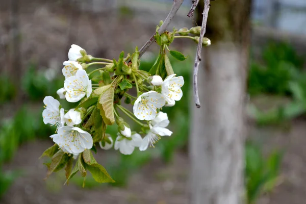 Sött Körsbärsträd Prunus Avium Vacker Blommig Våren Abstrakt Bakgrund Naturen — Stockfoto