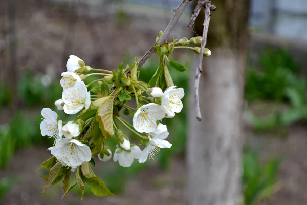 Cerejeira Doce Prunus Avium Bela Primavera Floral Fundo Abstrato Natureza — Fotografia de Stock