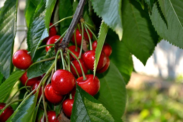 Red Berries Beautiful Berries Abstract Background Nature Sweet Cherry Prunus — Stock Photo, Image