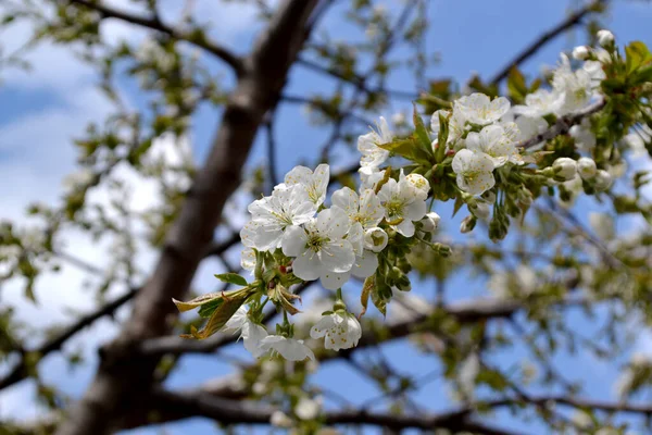 Zoete Kersenboom Prachtige Bloemen Voorjaar Abstracte Achtergrond Van Natuur Prunus — Stockfoto