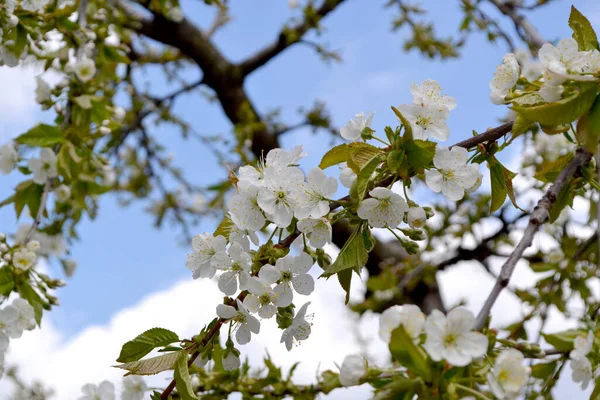 Prunus Avium Zoete Kersenboom Prachtige Bloemen Voorjaar Abstracte Achtergrond Van — Stockfoto