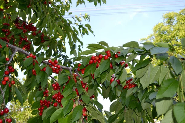 Sweet Cherry Prunus Avium Beautiful Berries Background Nature Juicy Sweet — Stock Photo, Image