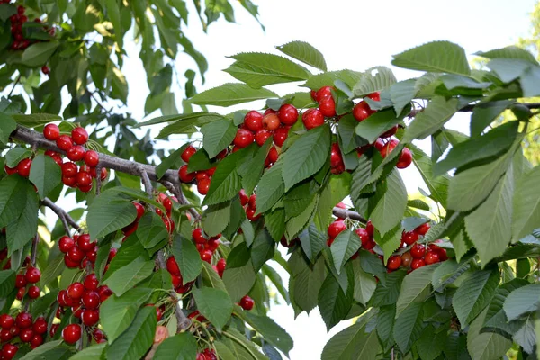 Sweet Cherry Prunus Avium Beautiful Berries Abstract Background Nature Summer — Stock Photo, Image