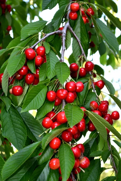 Süßkirsche Prunus Avium Schöne Beeren Abstrakten Hintergrund Der Natur Sommerlandschaft — Stockfoto