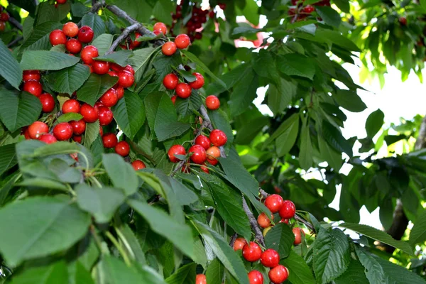 Sweet Cherry Prunus Avium Beautiful Background Nature Juicy Sweet Berries — Stock Photo, Image