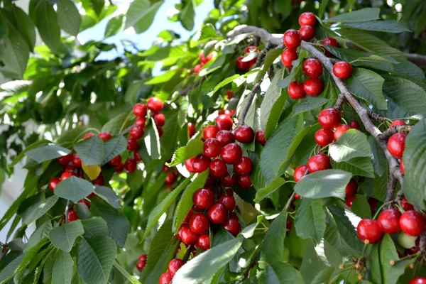 Sweet Cherry Beautiful Berries Abstract Background Nature Prunus Avium Juicy — Stock Photo, Image