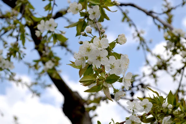 Zoete Kersenboom Prunus Avium Prachtige Bloemen Voorjaar Abstracte Achtergrond Van — Stockfoto