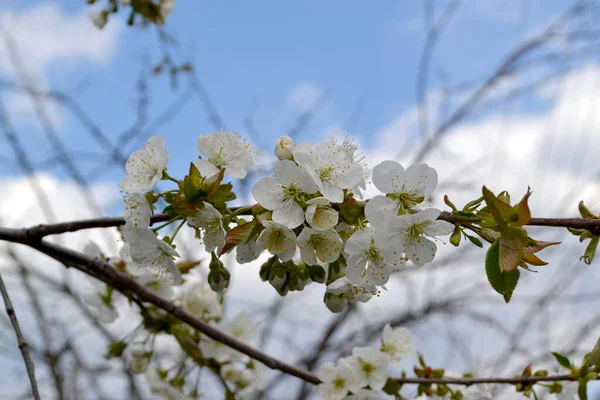 Sweet cherry tree. Beautiful floral spring abstract background of nature. Prunus avium. Spring white flowers on a tree branch. Sweet cherry tree