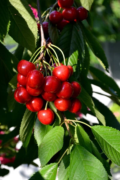 Red Berries Beautiful Berries Abstract Background Nature Sweet Cherry Prunus — Stock Photo, Image