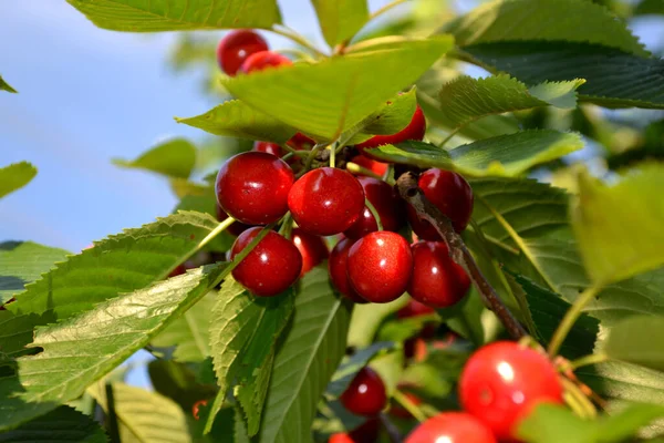 Red Berries Beautiful Berries Abstract Background Nature Sweet Cherry Prunus — Stock Photo, Image