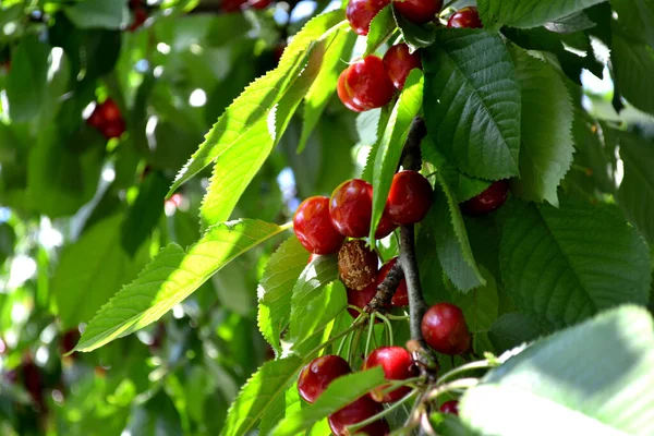 Prunus Avium Beautiful Berries Abstract Background Nature Sweet Cherry Summer — Stock Photo, Image