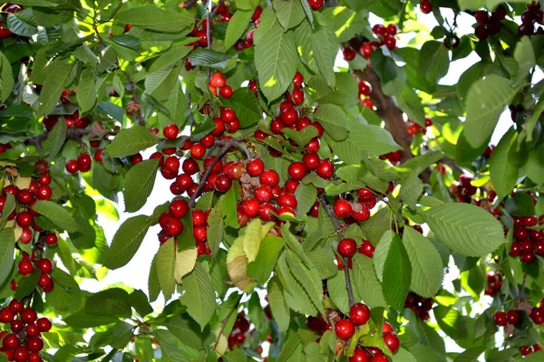 Beautiful Berries Abstract Background Nature Sweet Cherry Prunus Avium Summer — Stock Photo, Image