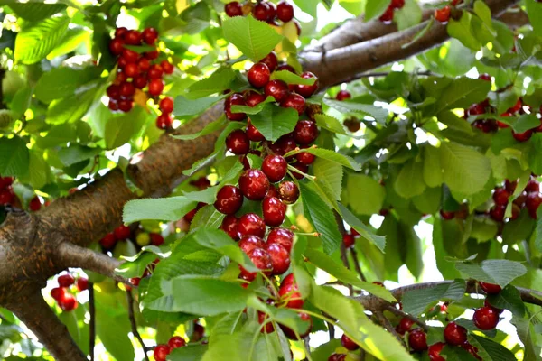 Mooie Bessen Abstracte Achtergrond Van Natuur Zoete Kers Prunus Avium — Stockfoto