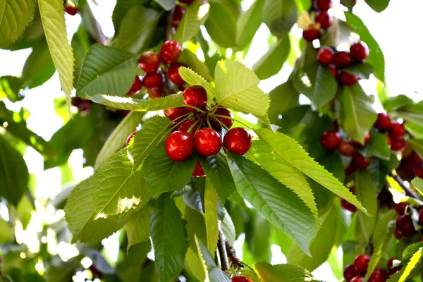 Beautiful Background Sweet Cherry Prunus Avium Juicy Sweet Berries Red — Stock Photo, Image