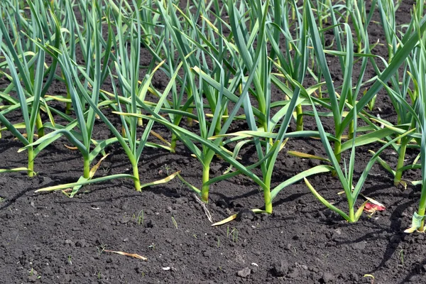 Garlic Green Sprouts Allium Sativum Perennial Herb Family Amaryllidaceae Beautiful — Stock Photo, Image