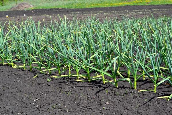 Alho Brotos Verdes Allium Sativum Erva Perene Família Amaryllidaceae Belo — Fotografia de Stock