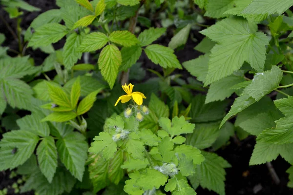 Plante Herbacée Vivace Celandine Beau Fond Abstrait Base Plantes Nature — Photo