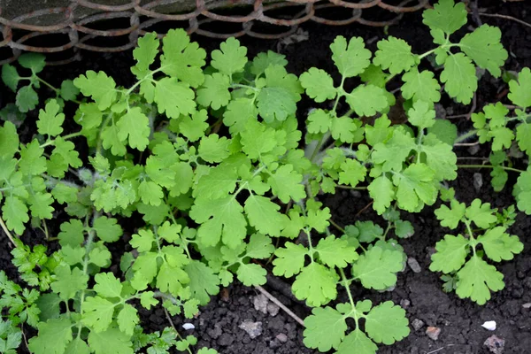 Chelidonium Majus Celandine Ebedi Otçul Bitki Doğanın Güzel Bitkisel Soyut — Stok fotoğraf