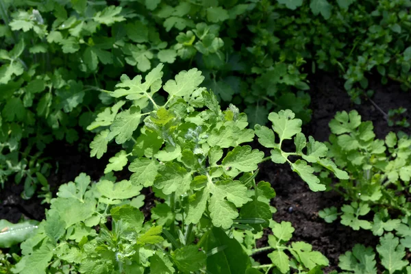 Chelidonium Majus Celandine Krásné Bylinné Abstraktní Pozadí Přírody Trvalá Bylinná — Stock fotografie