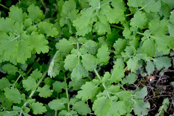 Celandine Chelidonium Majus Beautiful Herbal Abstract Background Nature Perennial Herbaceous — Stock Photo, Image