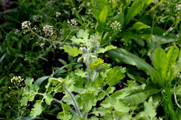 Celandine Beau Fond Abstrait Base Plantes Nature Chelidonium Majus Plante — Photo