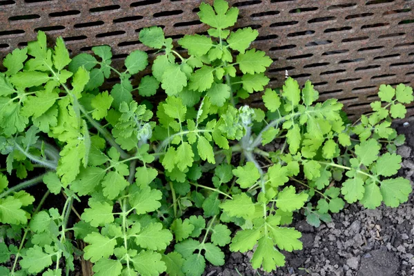 Красивый Травяной Абстрактный Фон Природы Многолетние Травянистые Растения Селандин Chelidonium — стоковое фото