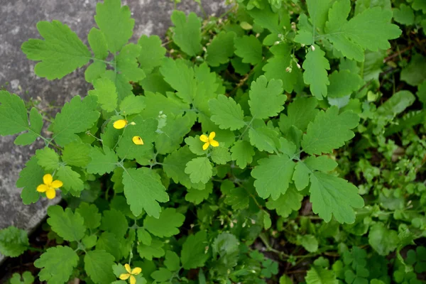 Perennial herbaceous plant. Celandine. Beautiful herbal abstract background of nature. Chelidonium majus. Spring landscape. Beautiful