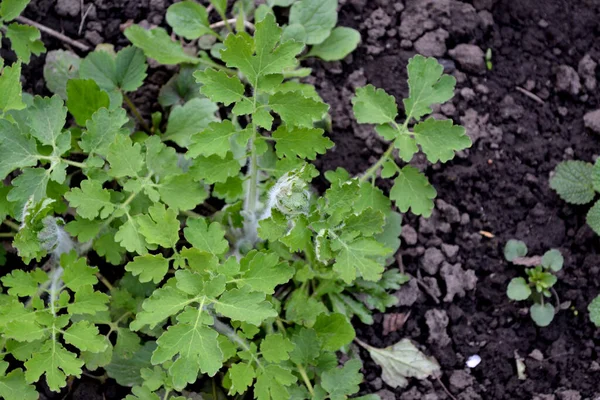 Многолетние Травянистые Растения Селандин Красивый Травяной Абстрактный Фон Природы Chelidonium — стоковое фото