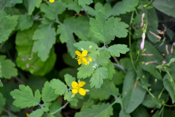 Perennial herbaceous plant. Celandine. Beautiful herbal abstract background of nature. Chelidonium majus. Spring landscape. Beautiful grass plant