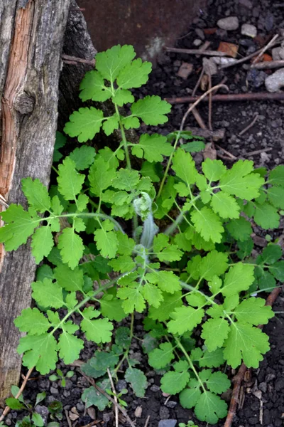 Chelidonium Majus Celandine Vagyok Évelő Lágyszárú Növény Gyönyörű Növényi Elvont — Stock Fotó