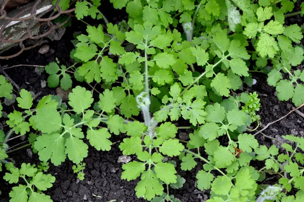 Chelidonium Majus Celandine Planta Herbácea Perenne Hermoso Fondo Abstracto Hierbas — Foto de Stock