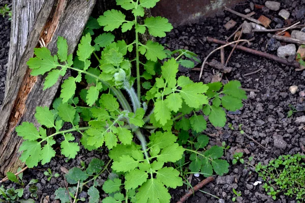 セリドニウム マジュス セランディン 多年生草本植物 自然の美しいハーブ抽象的な背景 美しい草の植物 黄色の花 — ストック写真