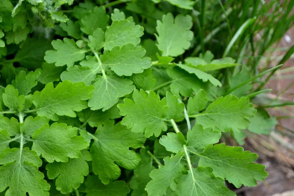 Chelidonium Majus Селандин Красивый Фон Природы Многолетнее Травянистое Растение — стоковое фото