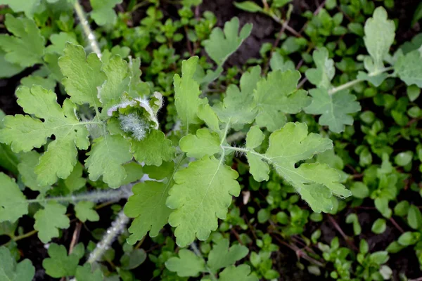 Chelidonium Majus Celandyna Piękne Ziołowe Abstrakcyjne Tło Natury Wieloletnia Roślina — Zdjęcie stockowe