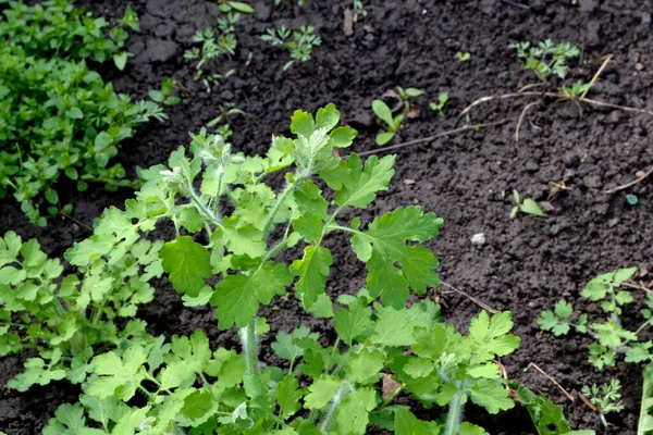 Celandine Mooie Kruidenachtergrond Van Natuur Chelidonium Majus Meerjarige Kruidachtige Plant — Stockfoto