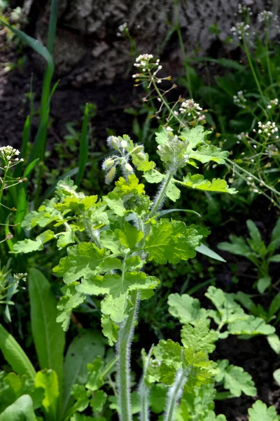 Celandine Belo Fundo Abstrato Ervas Natureza Chelidonium Majus Planta Herbácea — Fotografia de Stock