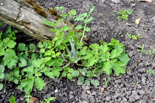 Красивый Травяной Фон Природы Chelidonium Majus Селандин Многолетнее Растение — стоковое фото