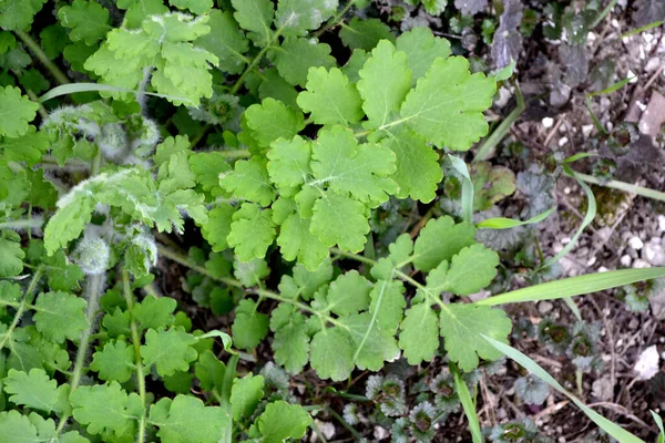 Beautiful herbal background of nature. Celandine. Chelidonium majus. Perennial plant