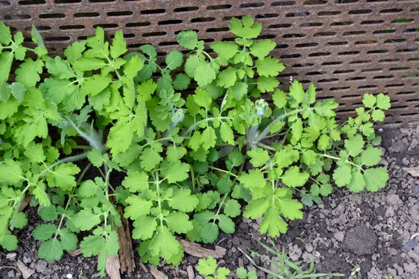 Красивый Травяной Абстрактный Фон Природы Многолетние Травянистые Растения Селандин Chelidonium — стоковое фото